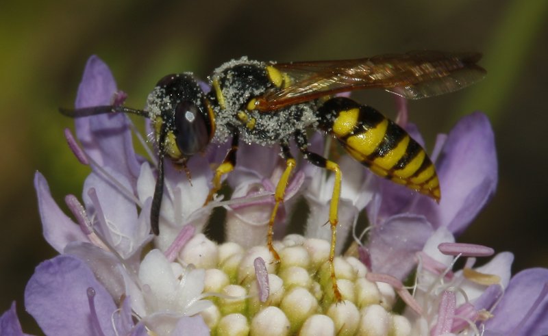 Philanthus%20sp_3153.jpg