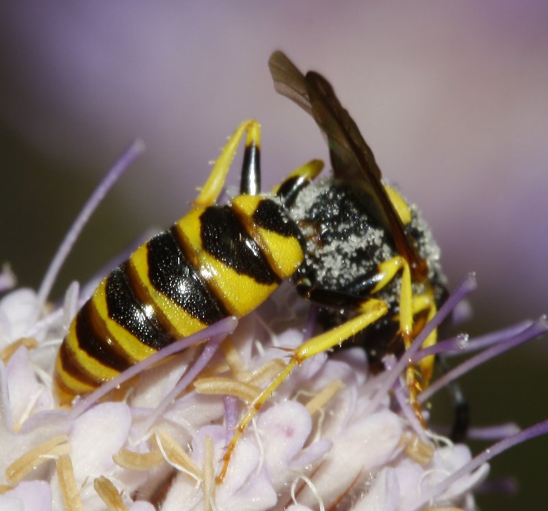 Philanthus%20sp_3156.jpg