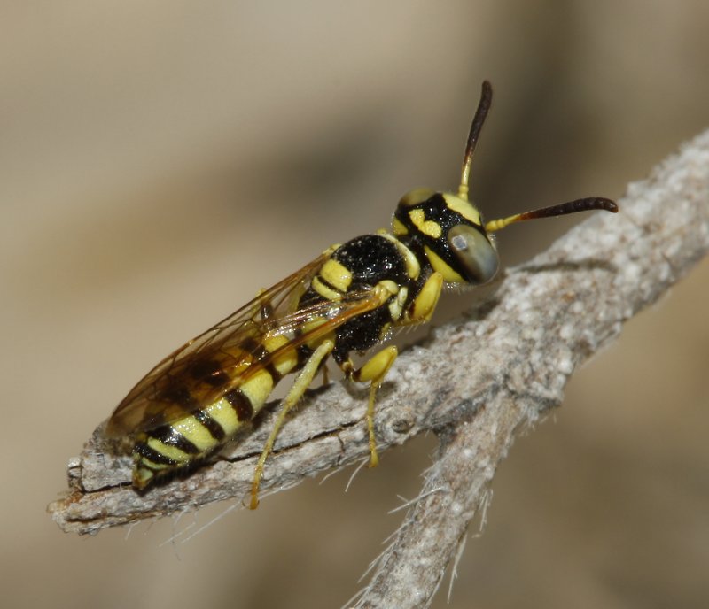 Philanthus%20sp_3765.jpg