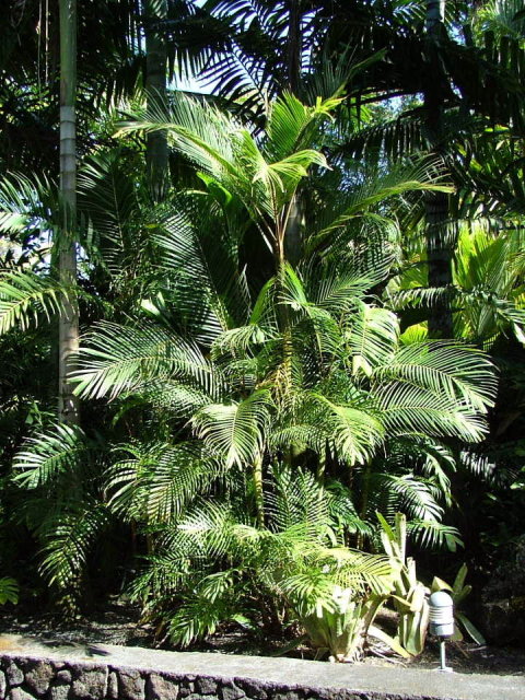 philippinensis02.jpg