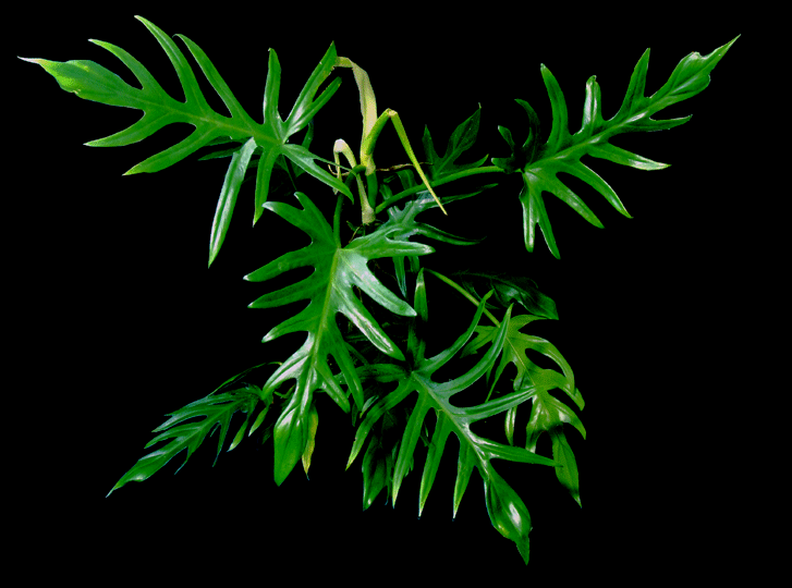 Philodendron-elegans-for-we.gif