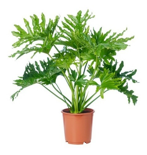 philodendron-selloum-filodendro-paraguayo-incluye-maceta-D_NQ_NP_936207-MLA31591621953_072019-F.jpg