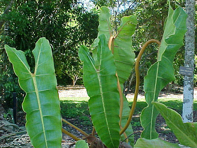 philodendron_billietiae.jpg
