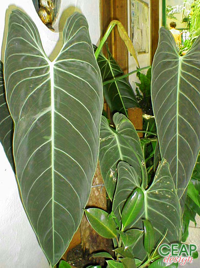 philodendron_melanochrysum.jpg
