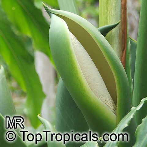 Philodendron_selloum5501.jpg