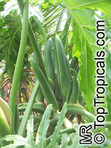 Philodendron_selloum5502.jpg