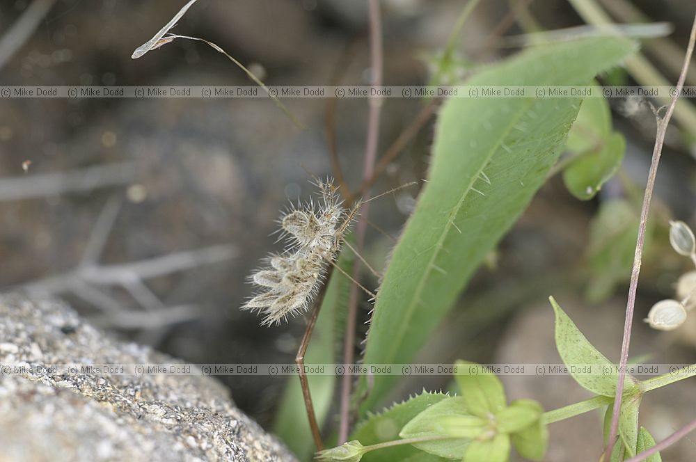 philomorpha_laciniataQ3409_std.jpg