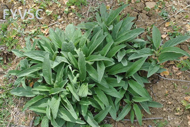 phlomis+herba+venti+duda.JPG