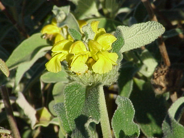 Phlomis0_KS.jpg
