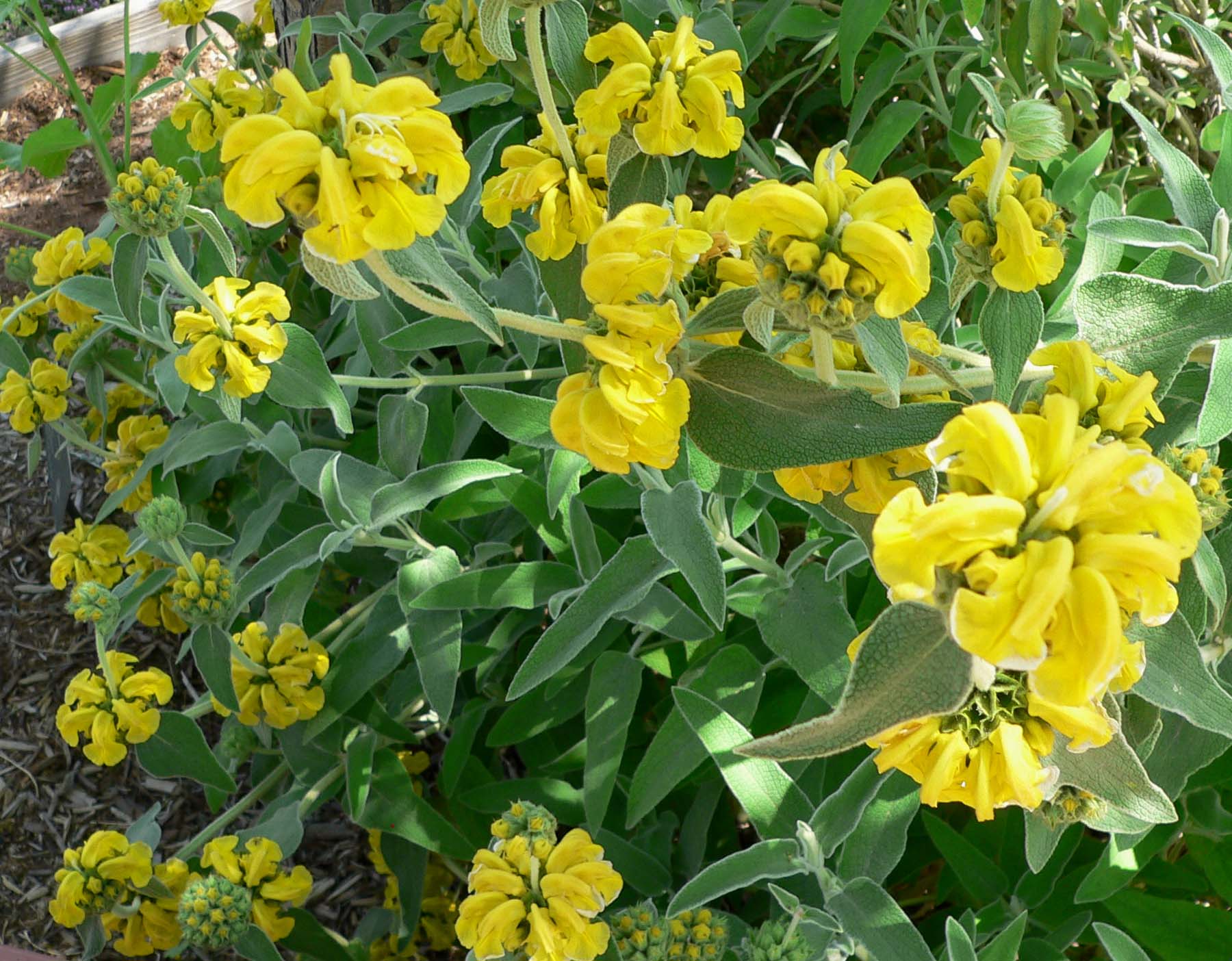Phlomis_fruticosa.jpg