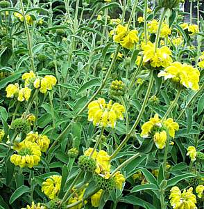 Phlomis_fruticosa.jpg