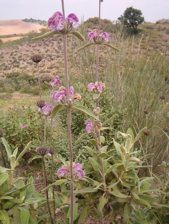 PhlomispurpureaLamiaceae.jpg