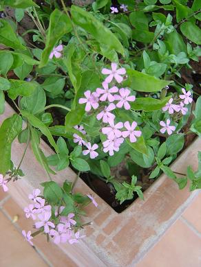 phlox%201.jpg
