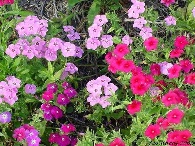 phlox20drummondii.jpg