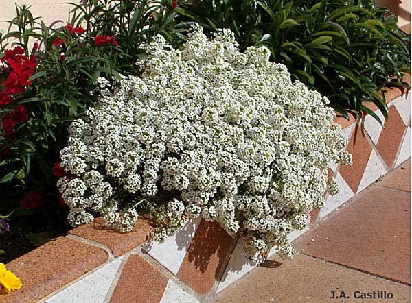 phoca_thumb_l_alyssum_maritimum_1.jpg