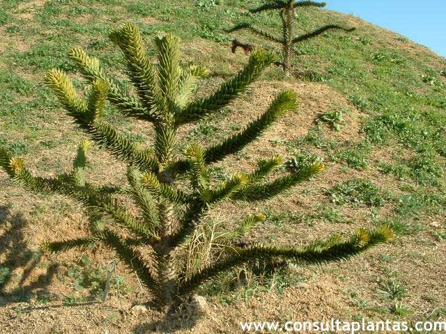 phoca_thumb_l_araucaria_araucana_01.jpg