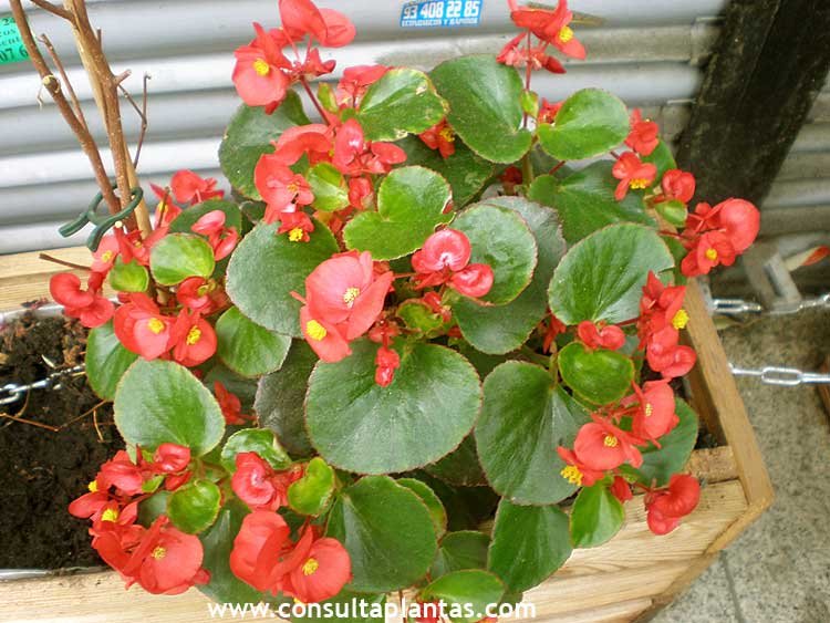 phoca_thumb_l_begonia_semperflorens_7.jpg