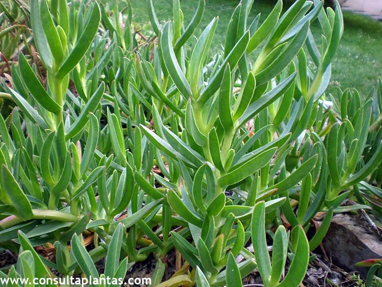 phoca_thumb_l_carpobrotus_edulis_1.jpg