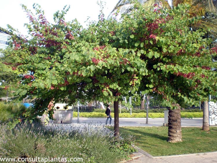 phoca_thumb_l_cercis_siliquastrum_02.jpg