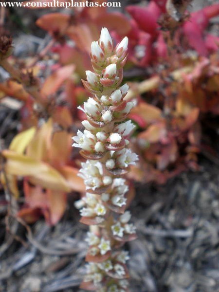 phoca_thumb_l_crassula_erosula_5.JPG