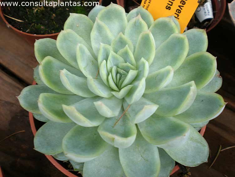phoca_thumb_l_echeveria_elegans_1.jpg