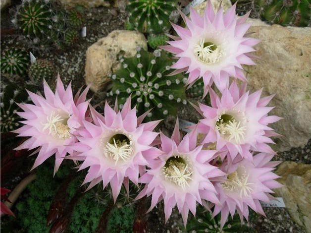 phoca_thumb_l_echinopsis-oxygona.jpg