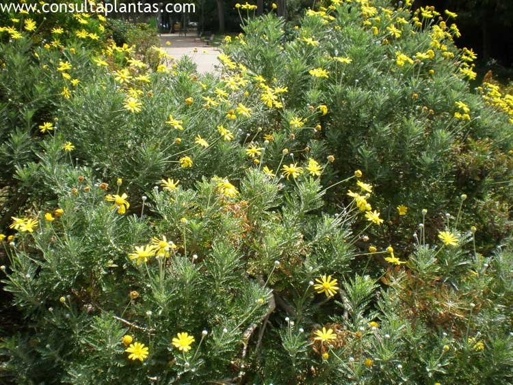 phoca_thumb_l_euryops_pectinatus_2.jpg