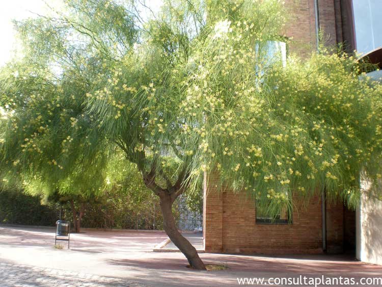 phoca_thumb_l_parkinsonia_aculeata_1.jpg