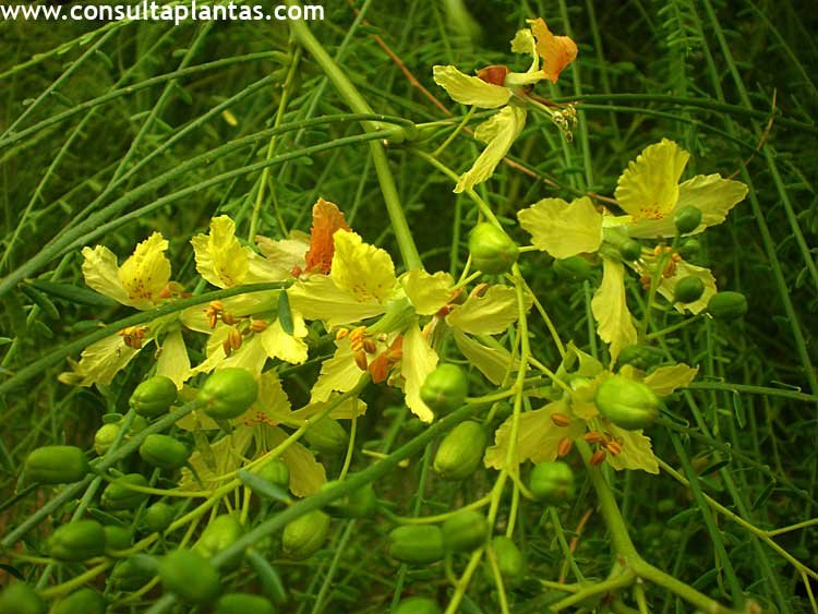 phoca_thumb_l_parkinsonia_aculeata_4.jpg