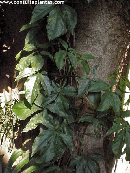 phoca_thumb_l_syngonium_podophyllum_1.JPG