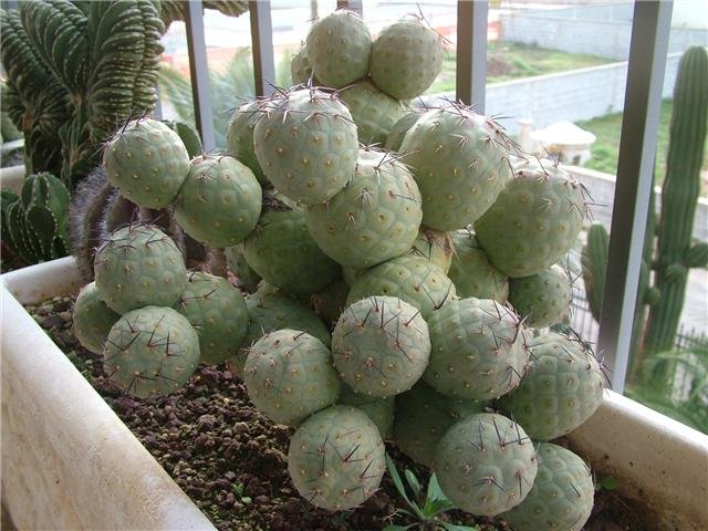 phoca_thumb_l_tephrocactus-geometricus-.jpg