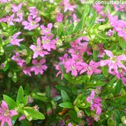 phoca_thumb_m_cuphea_hyssopifolia_2.jpg