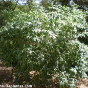 phoca_thumb_m_forsythia_intermedia_1.jpg