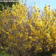 phoca_thumb_m_forsythia_intermedia_2.jpg