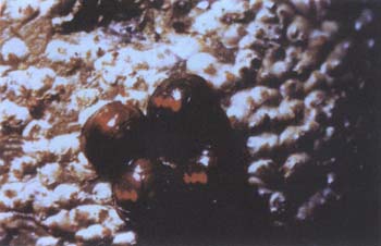 phoenicococcusmarlatti.jpg