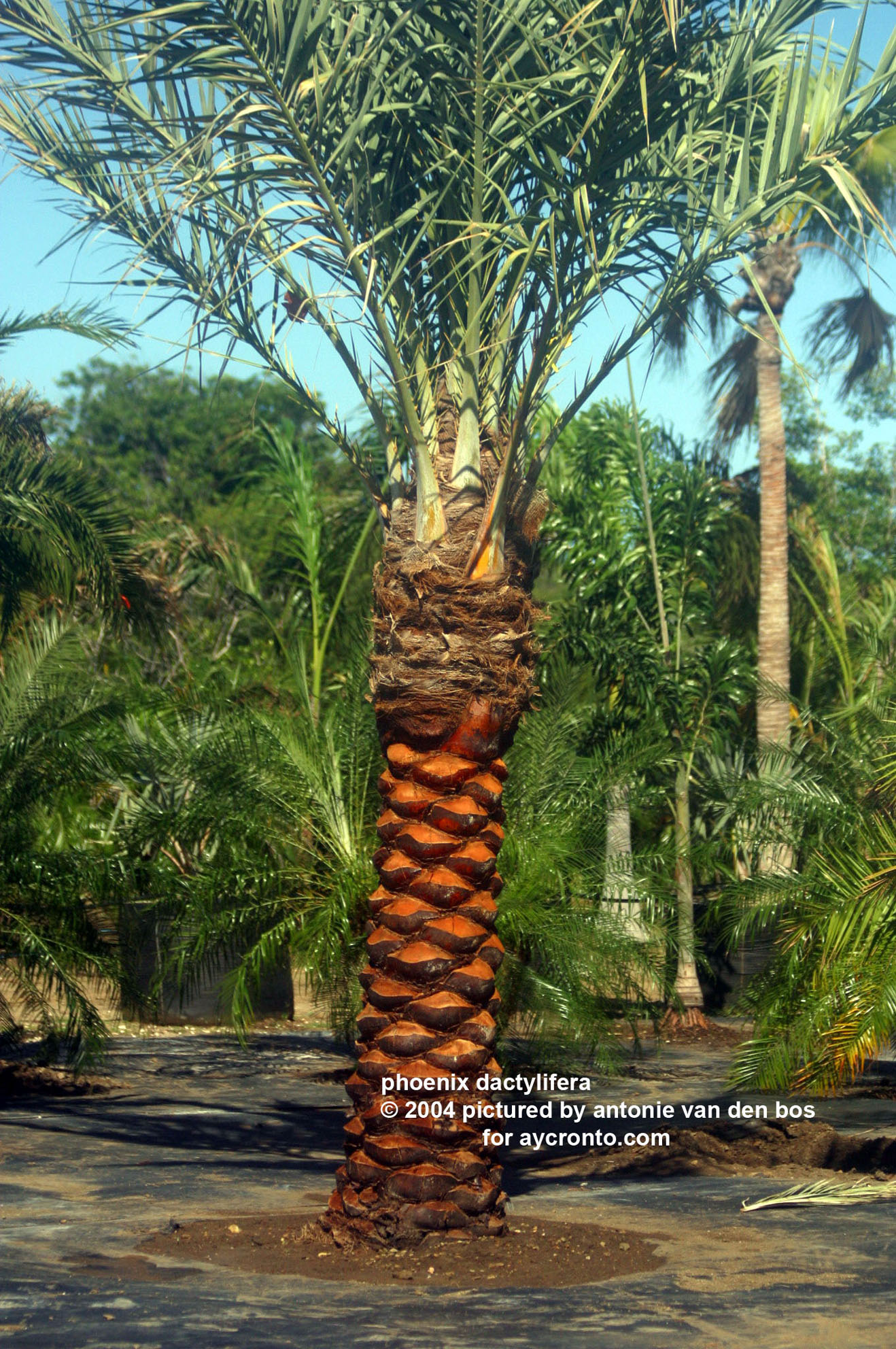 phoenix%20dactylifera%2001%20(real%20date).JPG