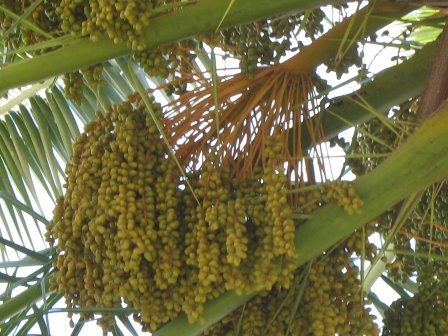 Phoenix%2Bcanariensis%2Bdate%2Bcluster.jpg