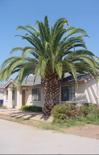 phoenix_canariensis.jpg