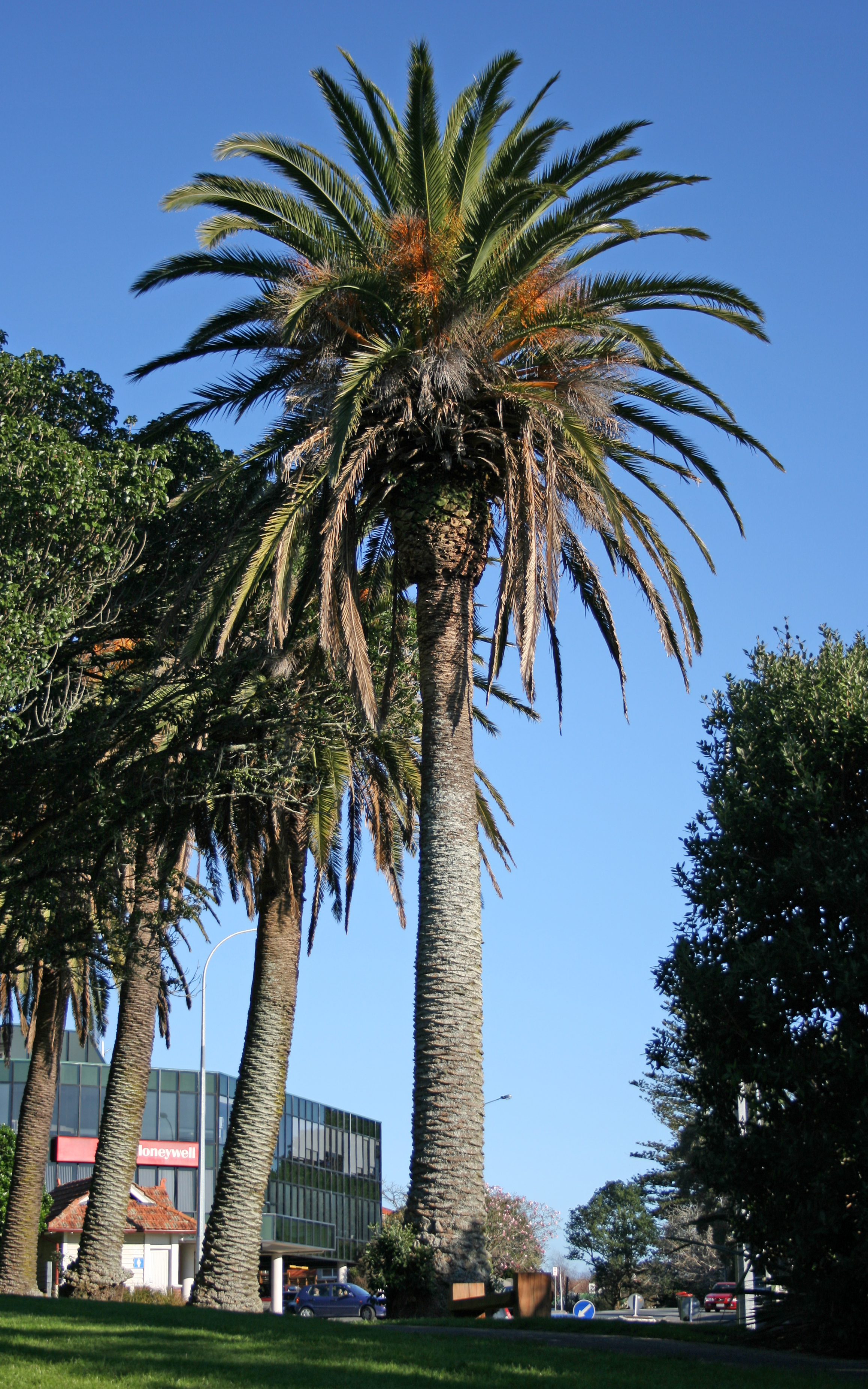 Phoenix_canariensis_AK.jpg
