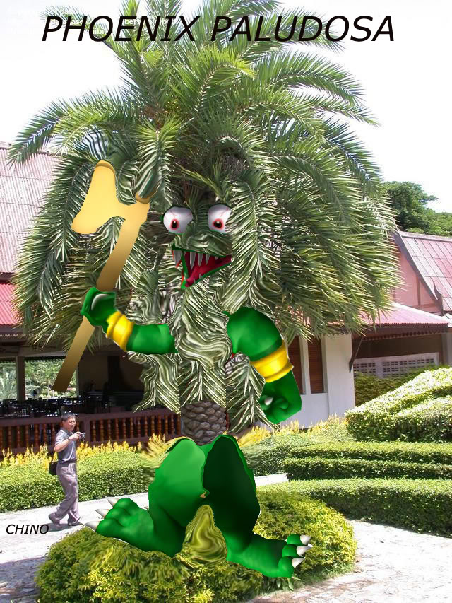 PHOENIXPALUDOSA.jpg