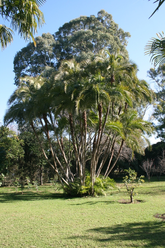Phoenixreclinata.jpg