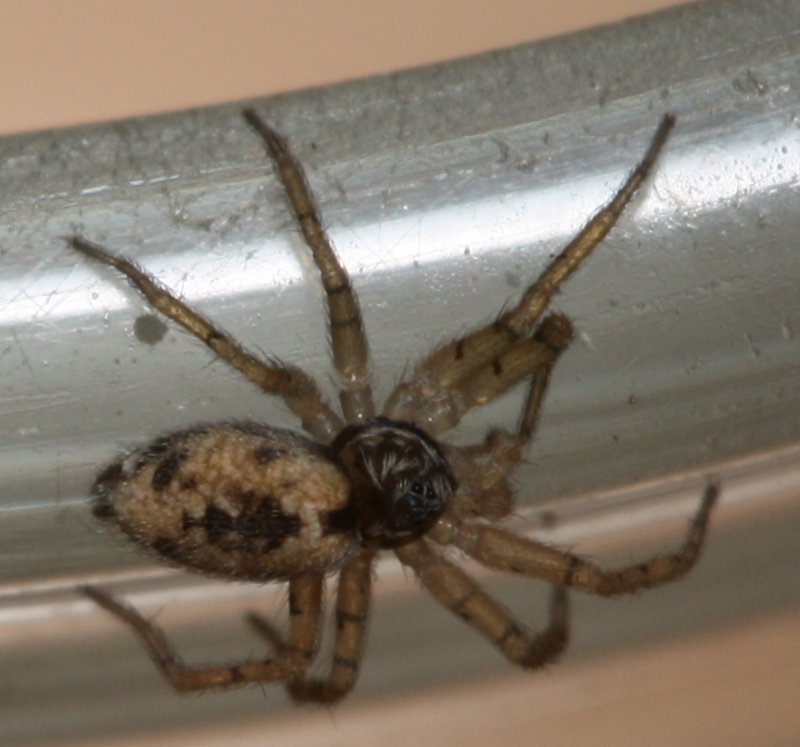 Pholcus%20sp%20ninfa1.jpg