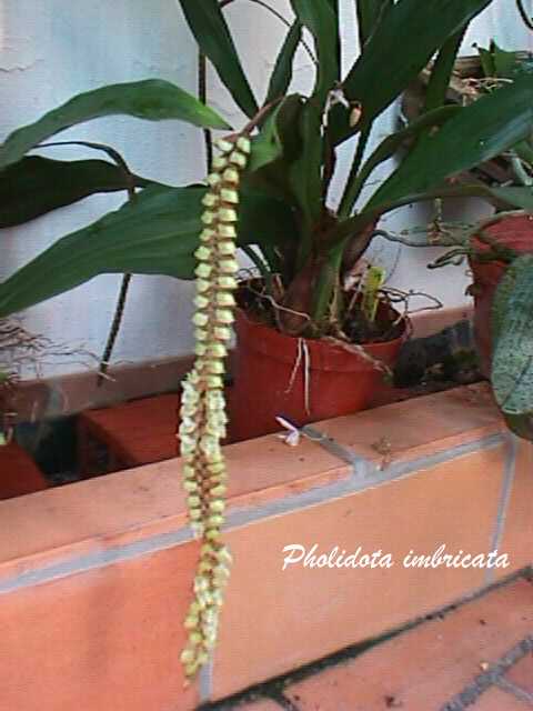 pholiimbricata.jpg