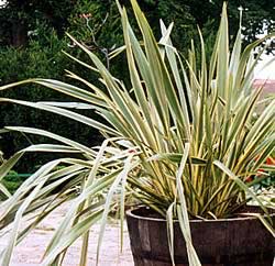 phormium-tenax.jpg