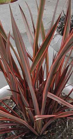Phormium_Guardsman.jpg