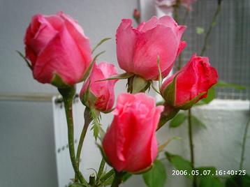 PHOT0099%7E0.JPG