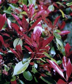 photinia-fraseri-red-rob.jpg