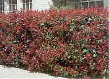 photinia-fraseri-red-robin.jpg