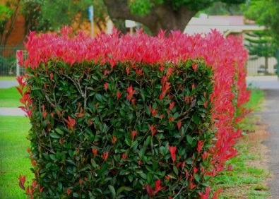photinia.jpg