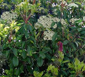 photinia-serrulata-hojas.jpg